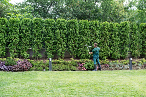 Trusted Crest View Heights, NY Tree Removal and Landscaping Services Experts